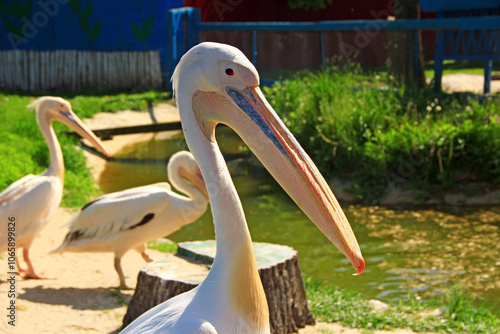 white pelican (Pelecanus onocrotalus). Bird in family Pelecanidae