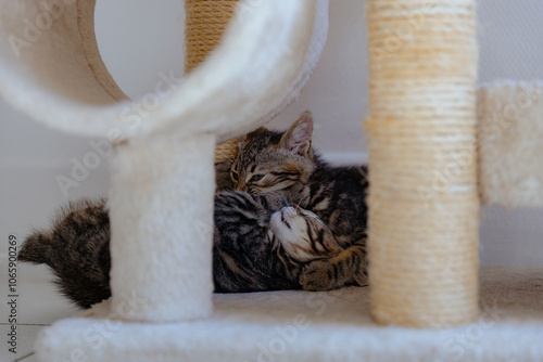 Portrait of two playing kittens in a cat house. photo