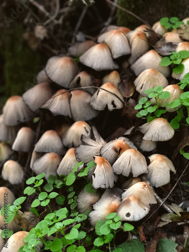 Wallpaper Mural Cluster of Small Mushrooms in Forest Torontodigital.ca