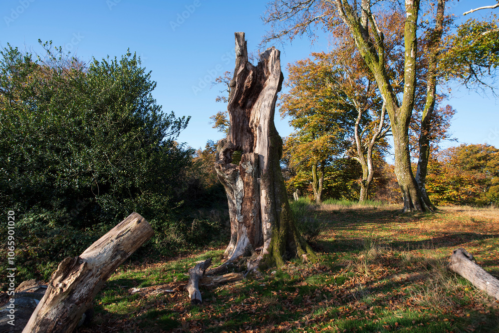 Dead tree trunk at the top of Mont Beuvray in Burgundy, France in Autumn Dead tree trunk at the top of Mont Beuvray in Burgundy, France in Autumn