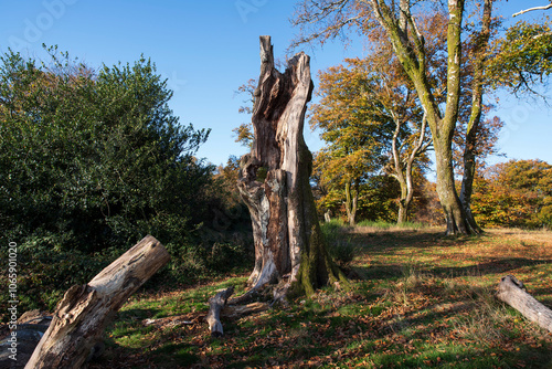 Dead tree trunk at the top of Mont Beuvray in Burgundy, France in Autumn