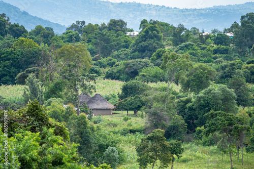 African thatchedroof hut is in the middle of a lush green field, Kakamega Forest photo