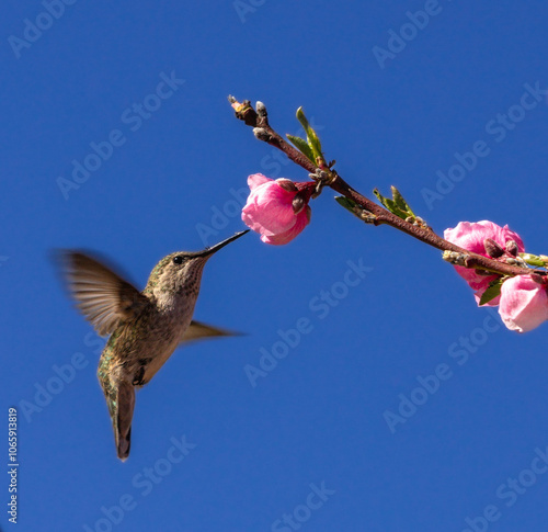 Εκτύπωση καμβά Anna's hummingbird hovering and sipping from a pink nectarine blossom in spring,