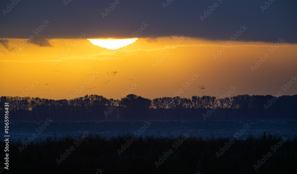 Fototapeta premium grauer kranich grus