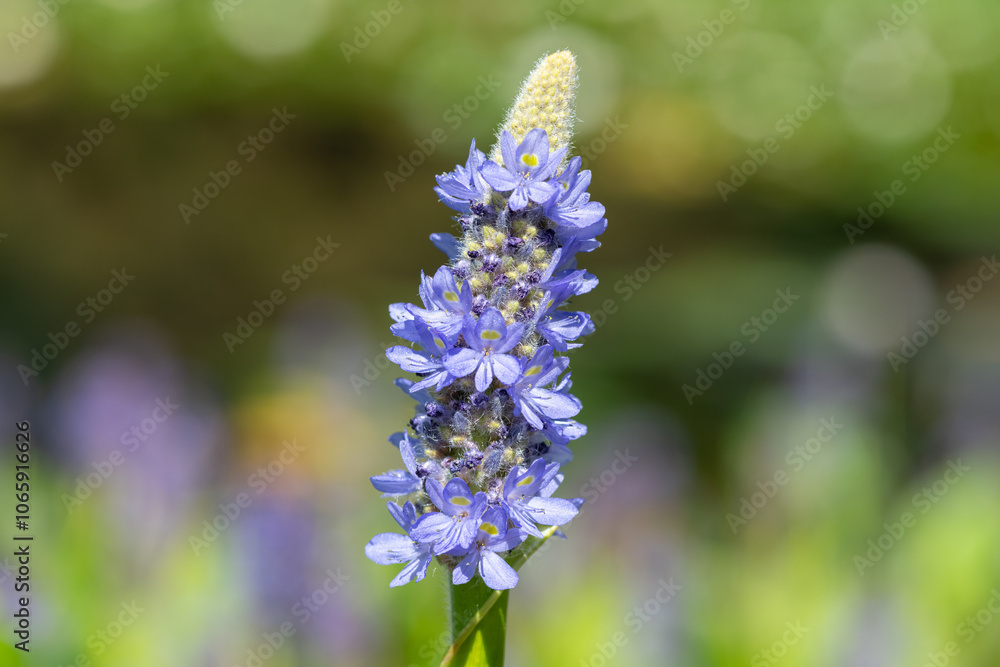 Obraz premium Close up of a pickerel weed (pontederia cordata) flower in bloom
