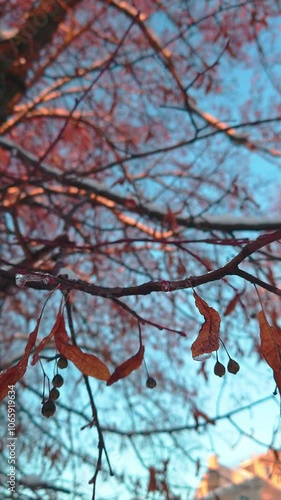 Closeup leafless ice covered tree branch against blue sunny sky. First frost. Changing season. Cold windy day. Frosty weather. Winter nature landscape vertical video 4K. Bare maple tree branches bokeh