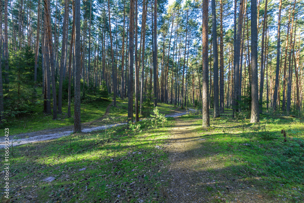 Fototapeta premium A forest with a dirt road in the middle