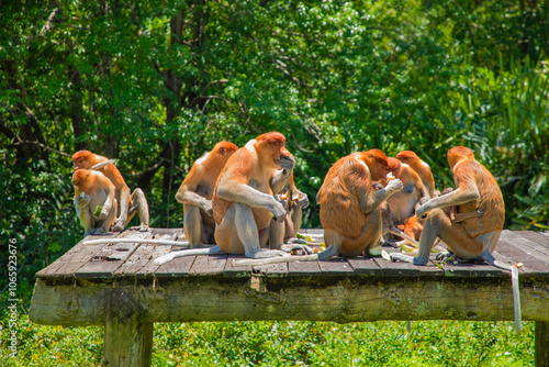 Proboscis Monkey Nasalis larvatus in mangrove rain forest photo