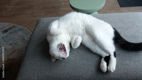 Wallpaper Mural Cat sleeping and yawning cute Torontodigital.ca