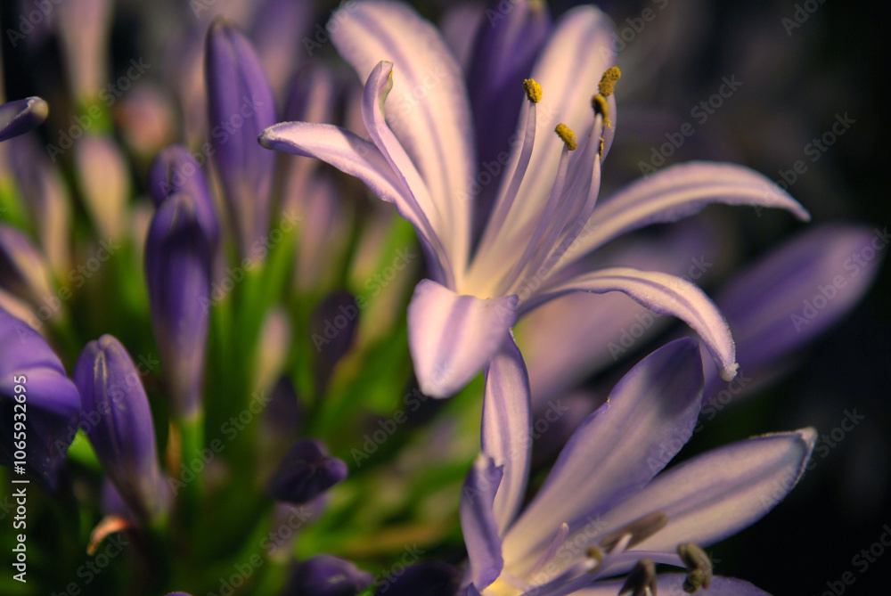 Obraz premium Purple Lily