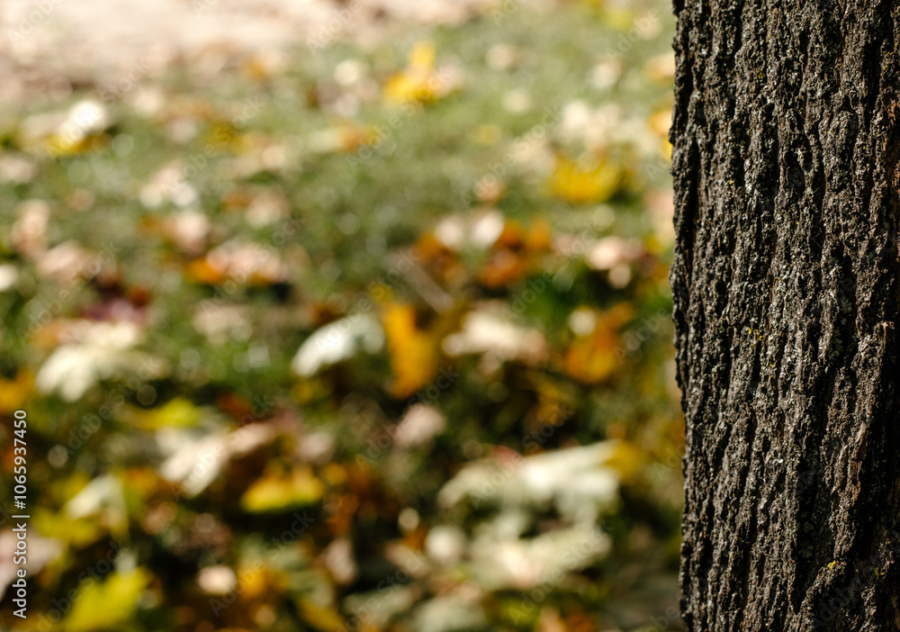 Obraz premium tree bark against a background of autumn foliage