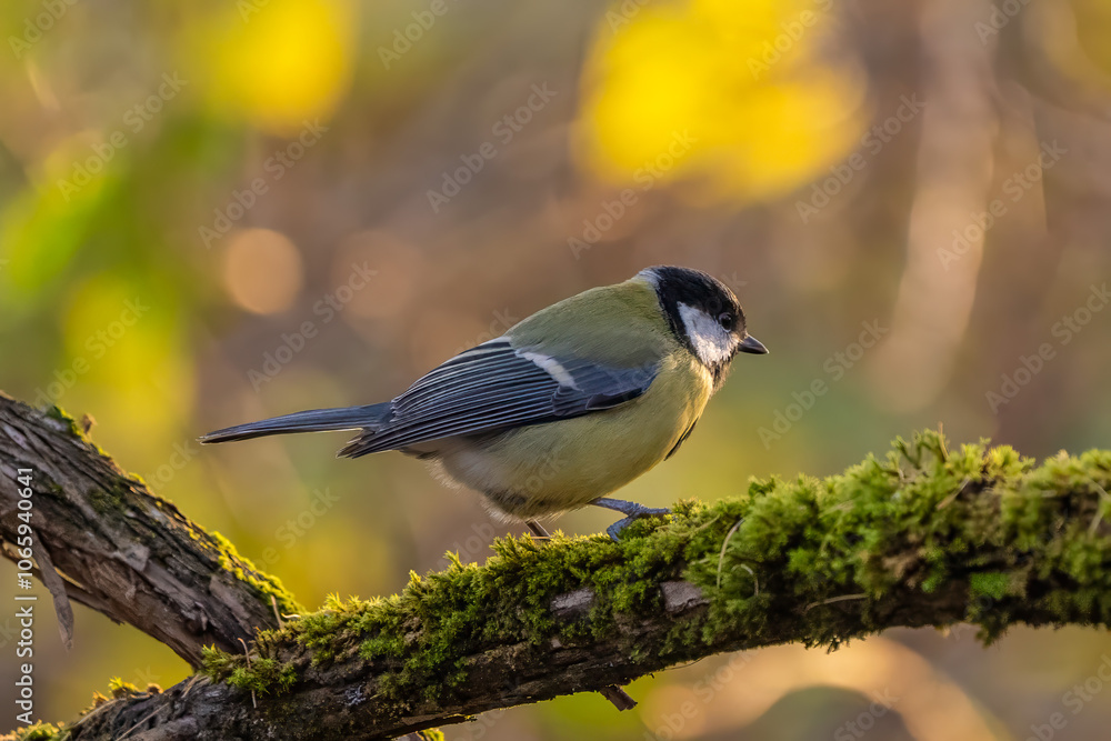 Obraz premium Great tit on a branch