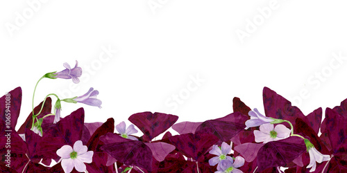 Watercolor frame illustration of vibrant Oxalis Triangularis isolated on white background. photo