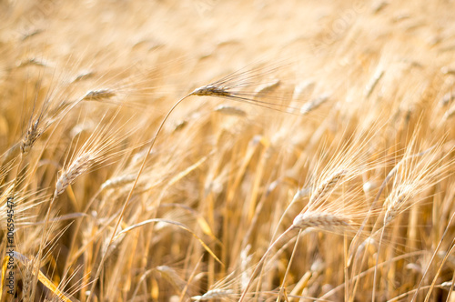 Wheat field in August, Italy