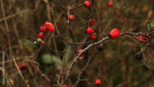 Shipshina close-up.
Ripe berries on the branches.
Shishina bush photo