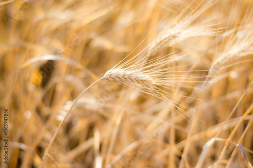 Wheat