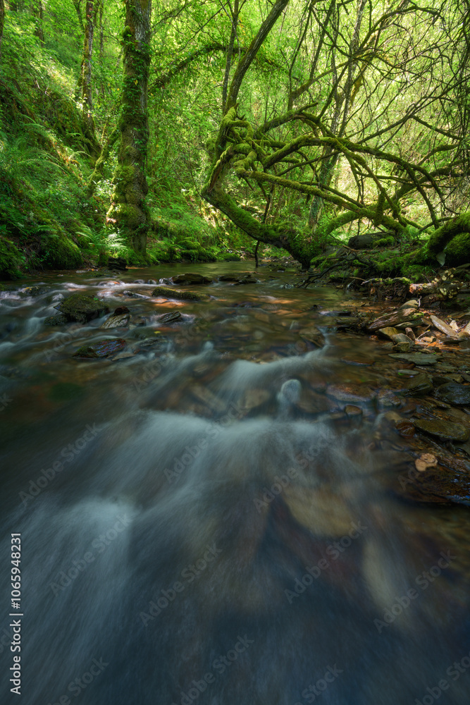 Obraz premium Surface water layer after a dry summer in the forests