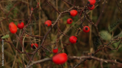 Shipshina in full plan.
Shishina bush in the garden.
Ripe shishina photo