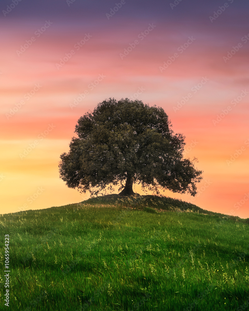 Naklejka premium Holm oak on top of the hill at sunset. Buonconvento, province of Siena, Tuscany