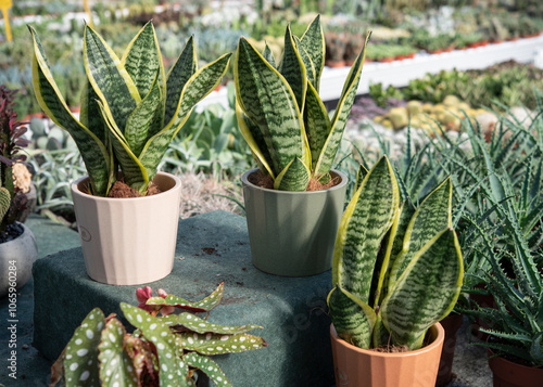 Sansevieria is a genus of flowering plants, native to Africa, notably Madagascar, and southern Asia. Variegated leaves. Potted plant