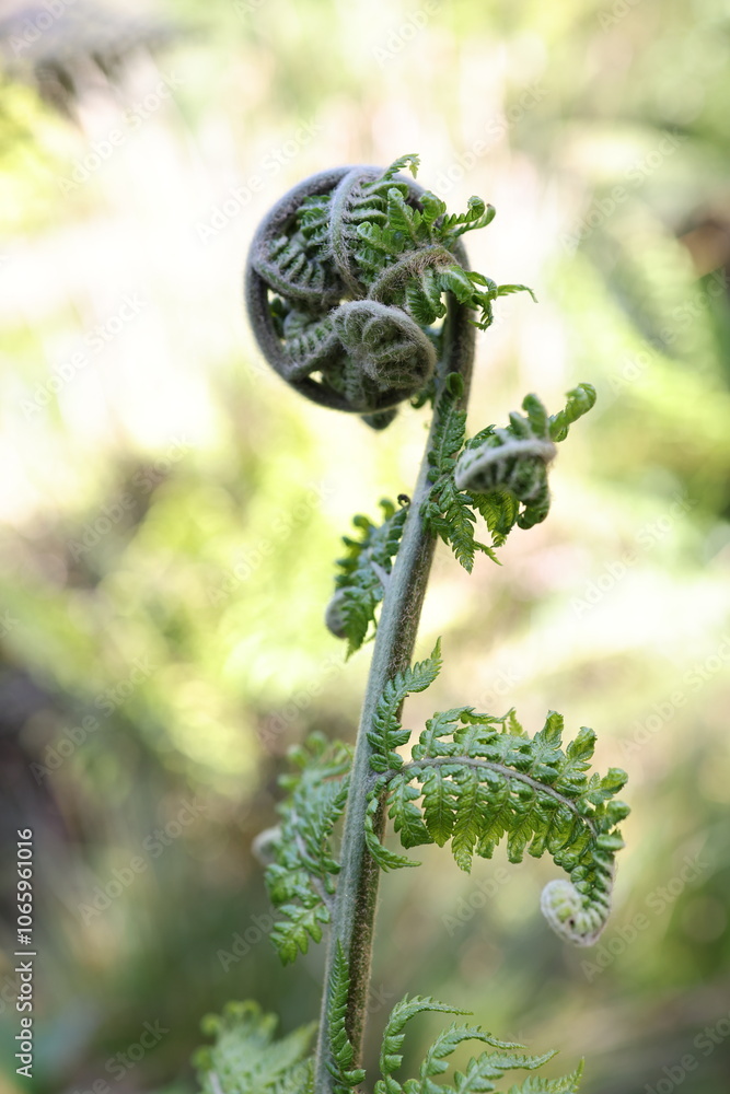 Fototapeta premium Fuzzy fern frond unfurling in natural sunlight