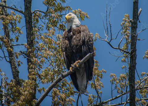 bald eagle perched on a branch