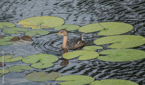 pied-billed grebe in a pond