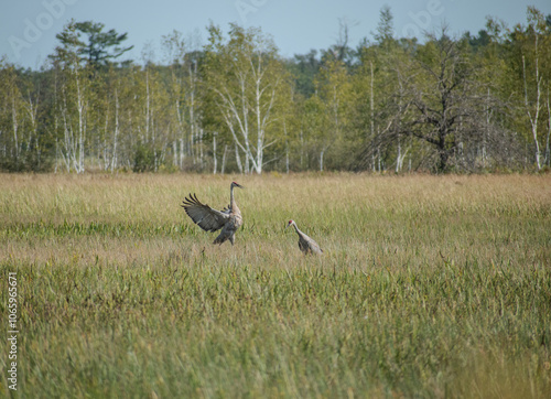 cranes dancing in an open field