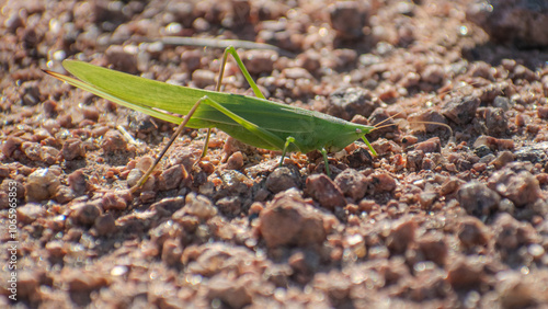 bush cricket standing on gravel