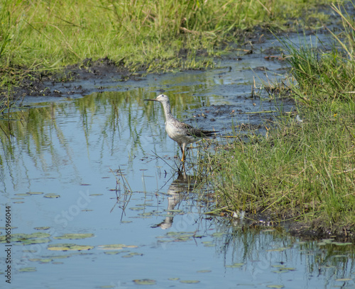 a sandpiper in wetland surroundings