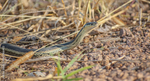 snake with its head raised among dry grass and rocks