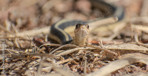 snake looking at the camera among dry leaves and twig