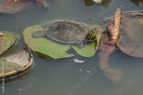 turtle on a lily pad in a pond