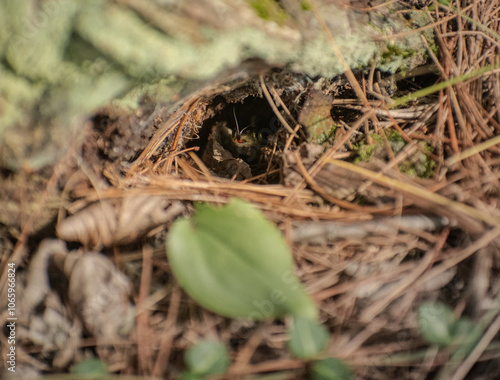 snake peeking out of a hole in the forest floor