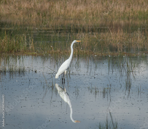 great egret in a wetland