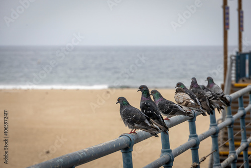 A flock of birds perched on the iconic Santa Monica Pier with the ocean in the background, showcasing the beauty of coastal wildlife.