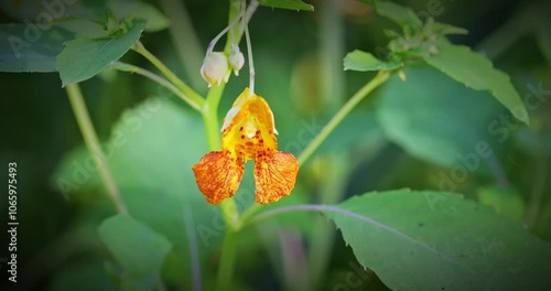 A Common Jewelweed, Impatiens capensis, or orange jewelweed blossom, hangin from the plant stem in a closeup clip..
