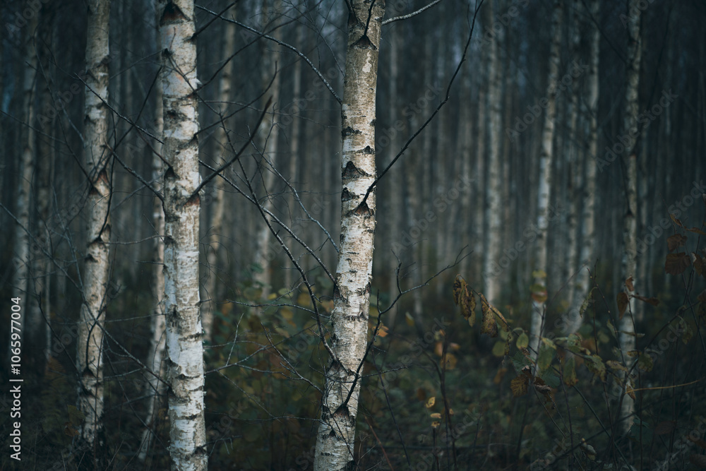 Obraz premium trunks in forest