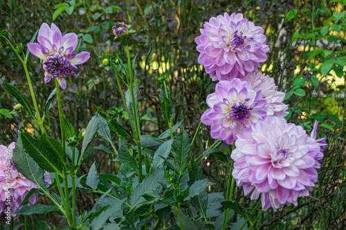 Fleurs violettes jardin photo