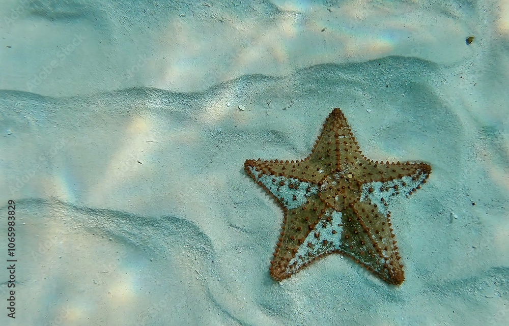 Starfish Resting on the Sandy Ocean Floor in Crystal-Clear Water.