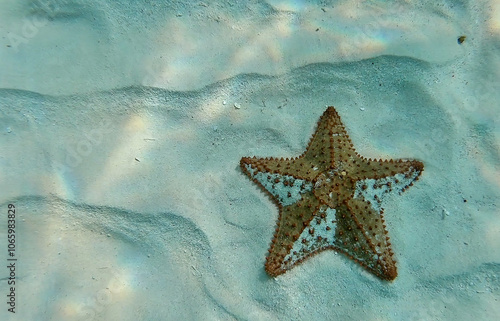 Obraz na płótnie Starfish Resting on the Sandy Ocean Floor in Crystal-Clear Water. w salonie