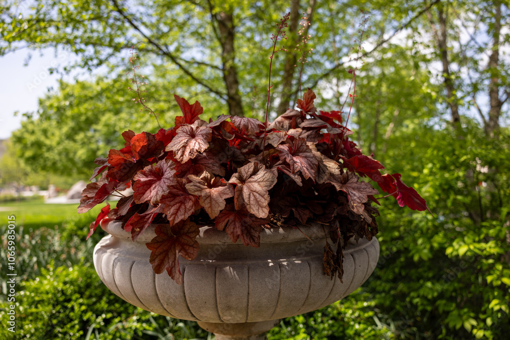 Red Leafy Plant in Ornamental Urn Planter.