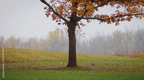 Foggy Day and a Squirrel