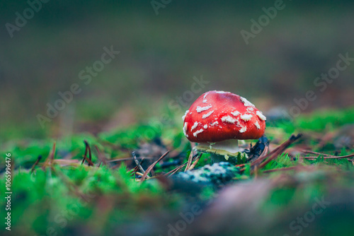 Young Amanita Muscaria, Known as the Fly Agaric or Fly Amanita: Healing and Medicinal Mushroom with Red Cap Growing in Forest. Can Be Used for Micro Dosing, Spiritual Practices and Shaman Rituals photo