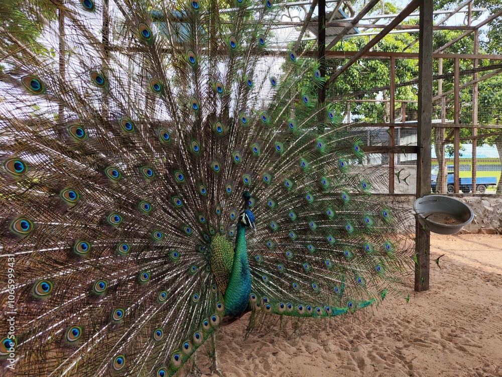 Obraz premium wonderful and beautiful Peacock or Pavo cristatus displaying its colorful tail feathers to attract female peacock in the aviary