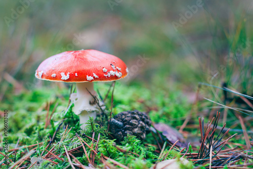 Mature Amanita Muscaria, Known as the Fly Agaric or Fly Amanita: Healing and Medicinal Mushroom with Red Cap Growing in Forest. Can Be Used for Micro Dosing, Spiritual Practices and Shaman Rituals photo