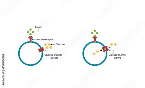  Insulin mechanism of action, regulates glucose metabolism and glucose blood level. Insulin is the key that unlocks glucose channel. Insulin resistance. Vector illustration.