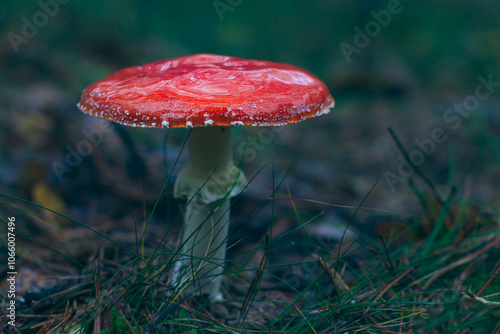 Mature Amanita Muscaria, Known as the Fly Agaric or Fly Amanita: Healing and Medicinal Mushroom with Red Cap Growing in Forest. Can Be Used for Micro Dosing, Spiritual Practices and Shaman Rituals photo