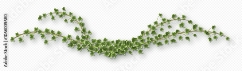 Ivy vine with lush green leaves. Hedera trailing branch isolated on a grey background. Vector illustration.