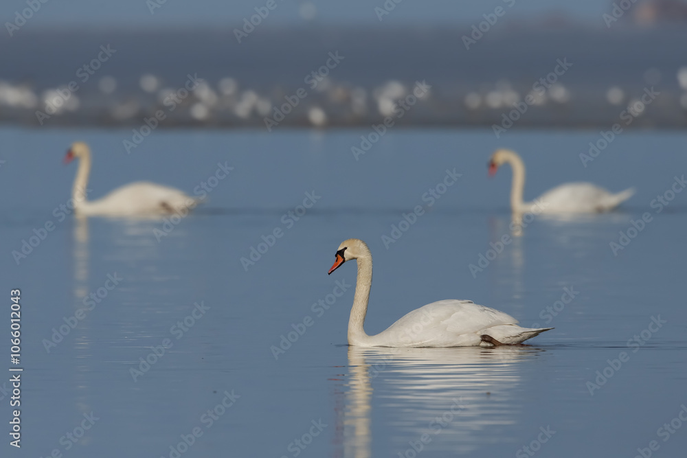 Obraz premium Mute Swan